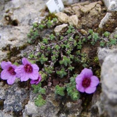 Saxifraga oppositifolia ssp. blepharophylla - 