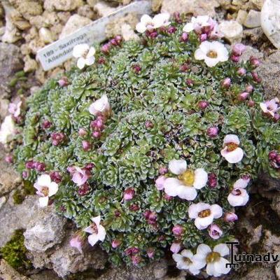 Saxifraga 'Allendale Host' - 