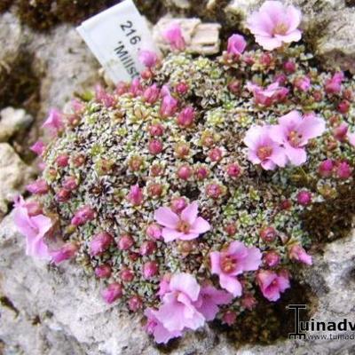 Saxifraga 'Millstream' - 