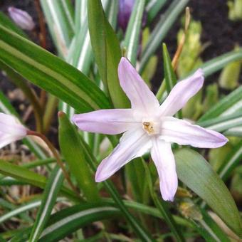 Chionodoxa forbesii 'Pink Giant'