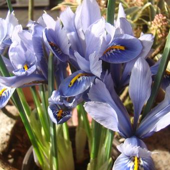 Iris reticulata 'Alida'