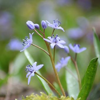 Scilla siberica