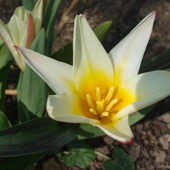 Tulipa kaufmanniana 'Johann Strauss'