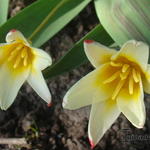 Tulipa kaufmanniana 'Johann Strauss' - 