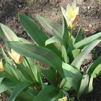 Tulipa kaufmanniana 'Johann Strauss'