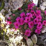 Saxifraga  'Louis Armstrong' - 