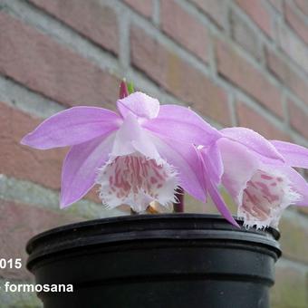 Pleione formosana