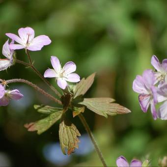 Geranium maculatum 'Espresso'