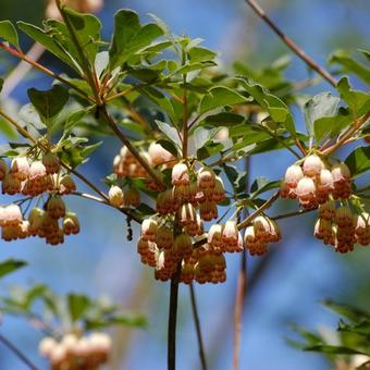 Enkianthus