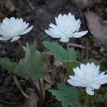 Sanguinaria canadensis 'Multiplex' - 