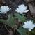 Sanguinaria canadensis 'Multiplex'