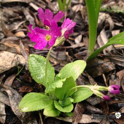 Primula denticulata 'Rubin' - Primula denticulata 'Rubin'