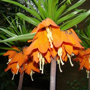 Fritillaria imperialis 'Aurora'