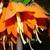 Fritillaria imperialis 'Aurora'