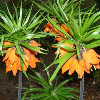 Fritillaria imperialis 'Aurora'