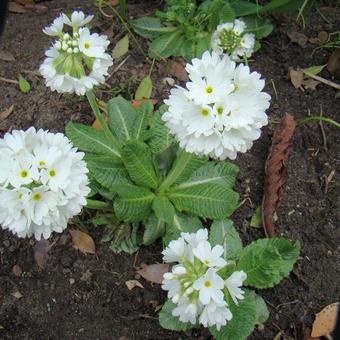 Primula denticulata 'Alba'