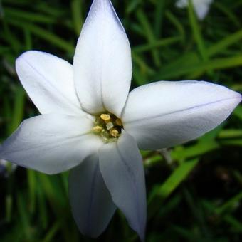 Ipheion uniflorum 'Wisley Blue'