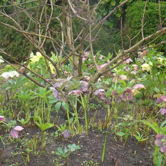 Helleborus x hybridus