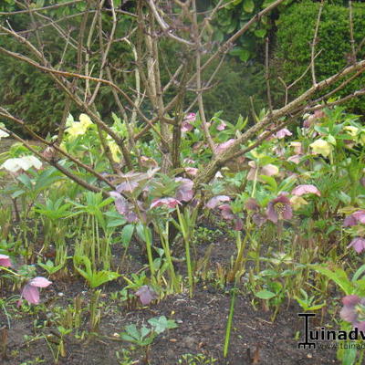 Helleborus x hybridus - 