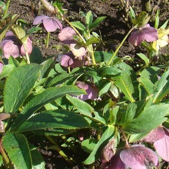 Helleborus x hybridus