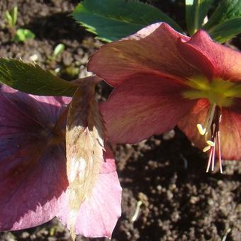 Helleborus x hybridus