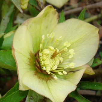 Helleborus x hybridus