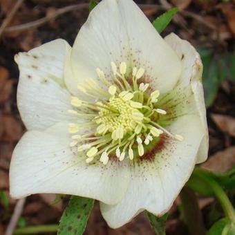 Helleborus x hybridus