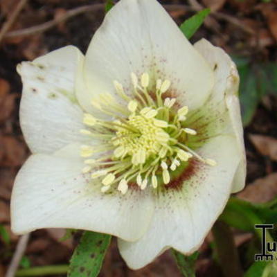 Helleborus x hybridus - 