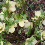 Helleborus x hybridus - 