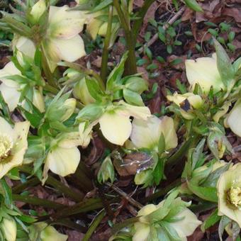 Helleborus x hybridus