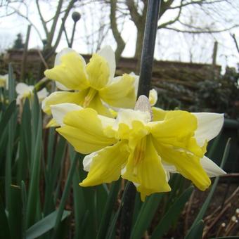 Narcissus 'Cassata'