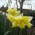 Narcissus 'Cassata'