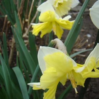 Narcissus 'Cassata'