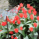 Tulipa greigii 'Red Riding Hood' - 