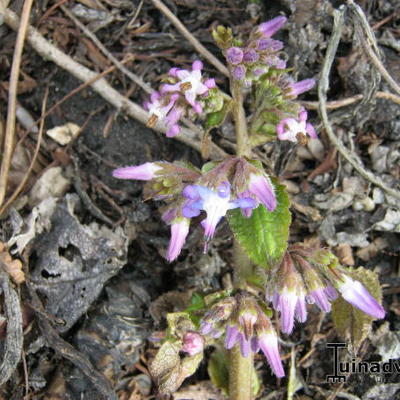 Trachystemon orientalis