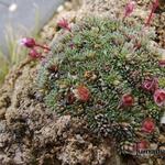 Saxifraga x irvingii 'Jenkinsiae' - 