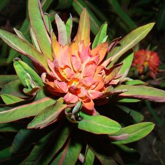 Euphorbia griffithii 'Fireglow'