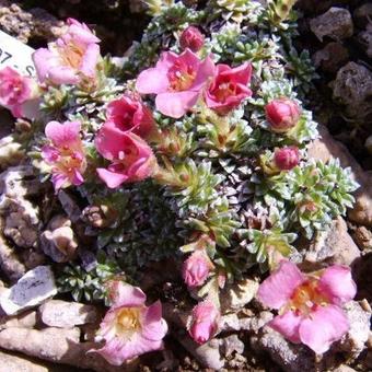 Saxifraga x polulacina 'Kathleen'