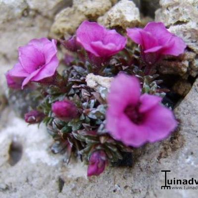 Saxifraga x poluanglica 'Bürgel' - 