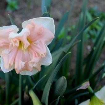 Narcissus 'Apricot Whirl'