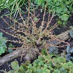 Larix kaempferi 'Blue Dwarf' - 