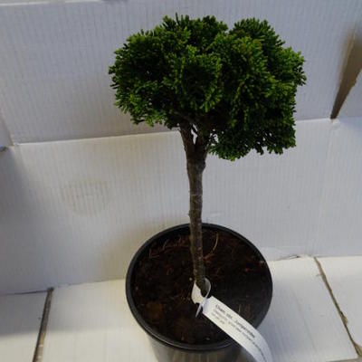 Chamaecyparis obtusa 'Juniperoides' - 