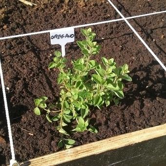 Origanum vulgare