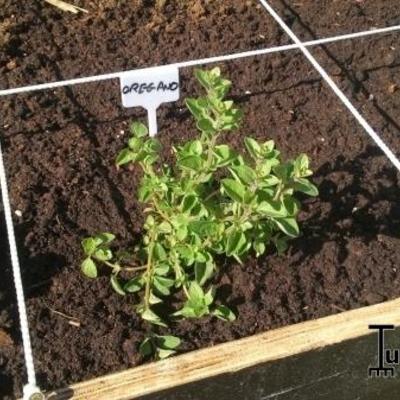 Oregano - Origanum vulgare