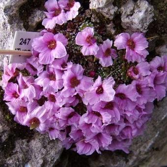 Saxifraga 'Tysoe Splendour'