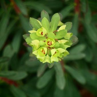 Euphorbia x martinii