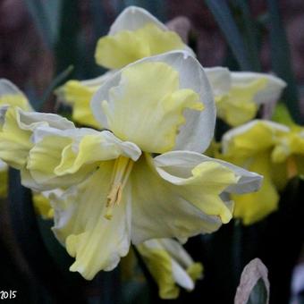 Narcissus 'Cassata'