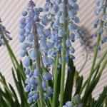 Muscari aucheri 'Blue magic' - 