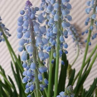 Muscari aucheri 'Blue magic'