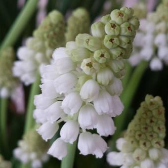 Muscari aucheri 'White Magic'